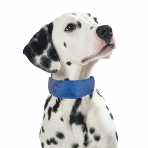 PROCYON K�hl-Bandana f�r Hunde - M