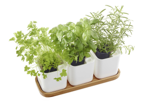 ORTHEX Kr�utertopf 'Eden' 3er Set 3 T�pfe inklusive Untersetzer